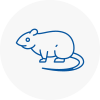 Rat Control Ingrave